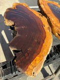 AZ Sonoran Desert Ironwood FREE SHIPPING