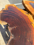 AZ Sonoran Desert Ironwood FREE SHIPPING