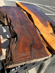 AZ Sonoran Desert Ironwood FREE SHIPPING